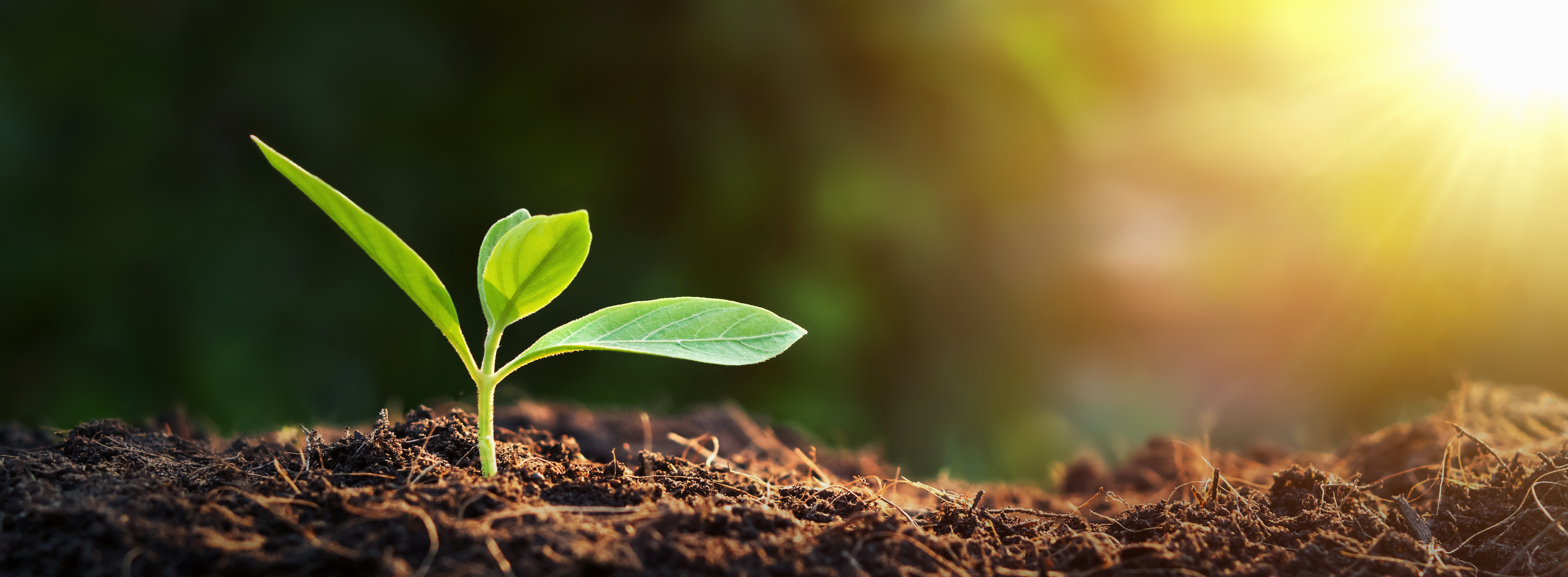 The Importance of Sustainability in Storage Solutions